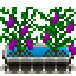 Файл:Eggplant-harvest.png